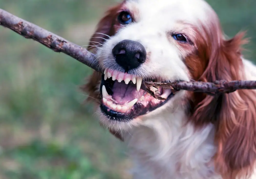 Pros and cons of metal dog teeth