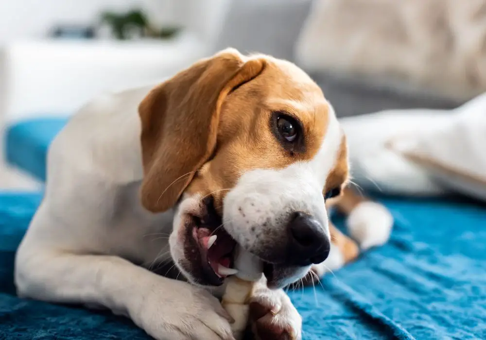 Puppy teething remedies and aids