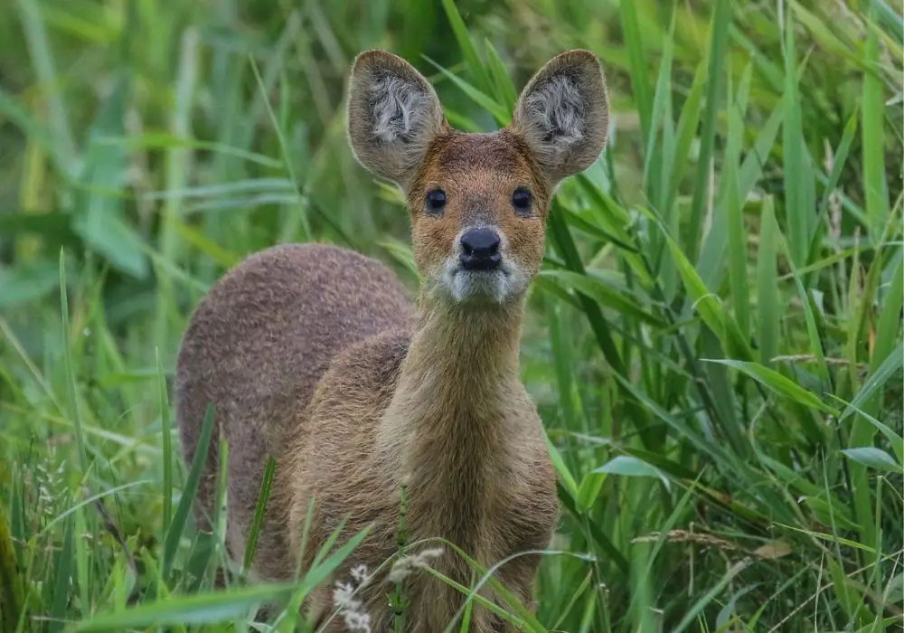 Role of Canine Teeth in Herbivores