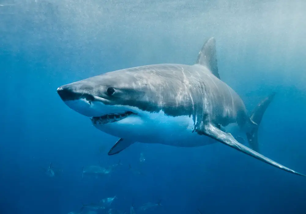 Scenarios where sharks lose all teeth