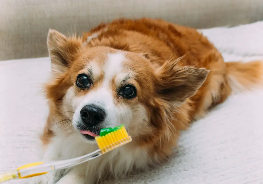 Signs Your Dog May Need Veterinary Dental Work