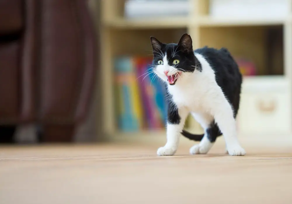 Strategies to Prevent Overgrown Teeth in Cats