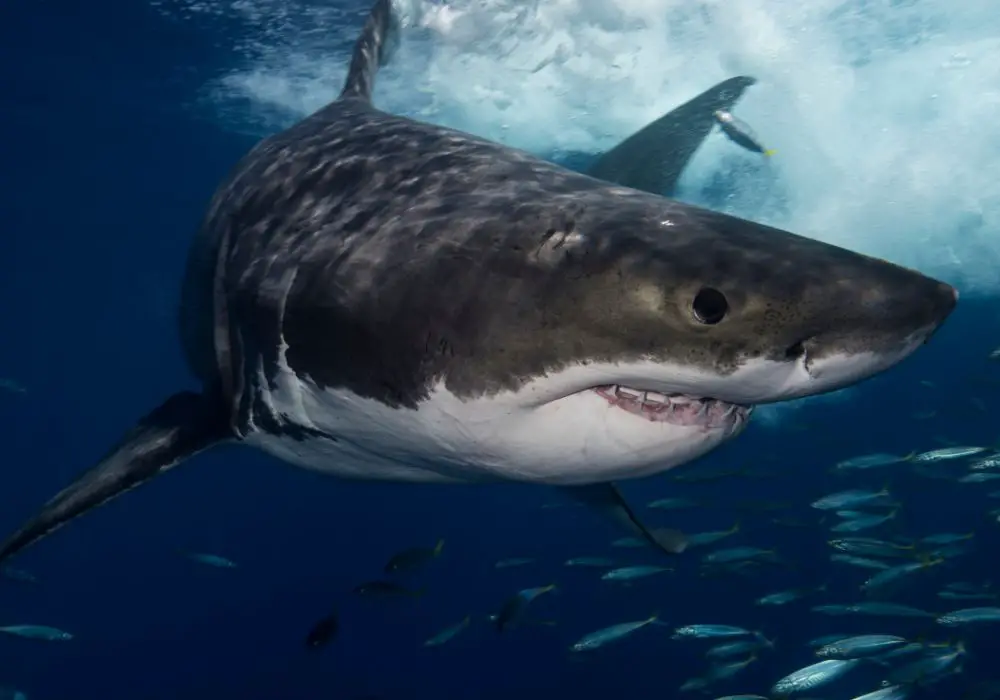 The Biology of Shark Teeth