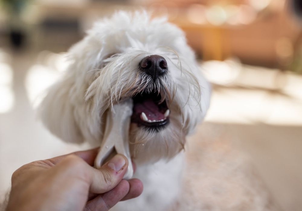 Dogs with No Teeth Food A Guide to Nourishing Your Toothless Pup Dogs with No Teeth Food A Guide to Nourishing Your Toothless Pup