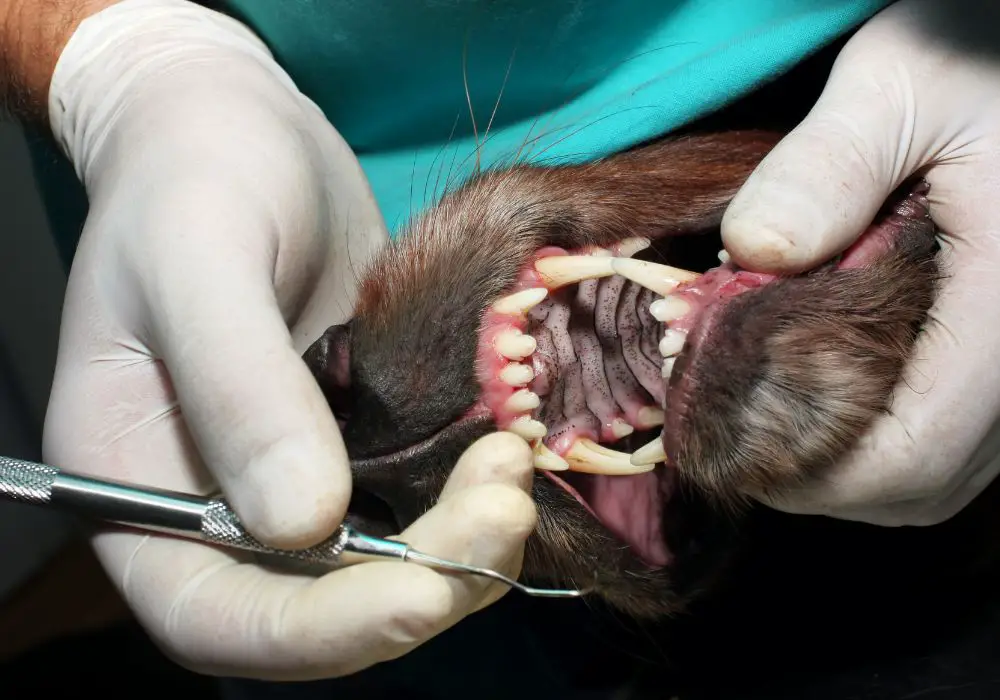 The Dangers of Advanced Dental Disease