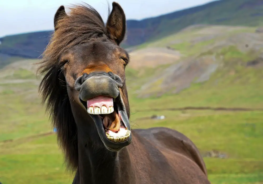 The Evolution of Horse Teeth