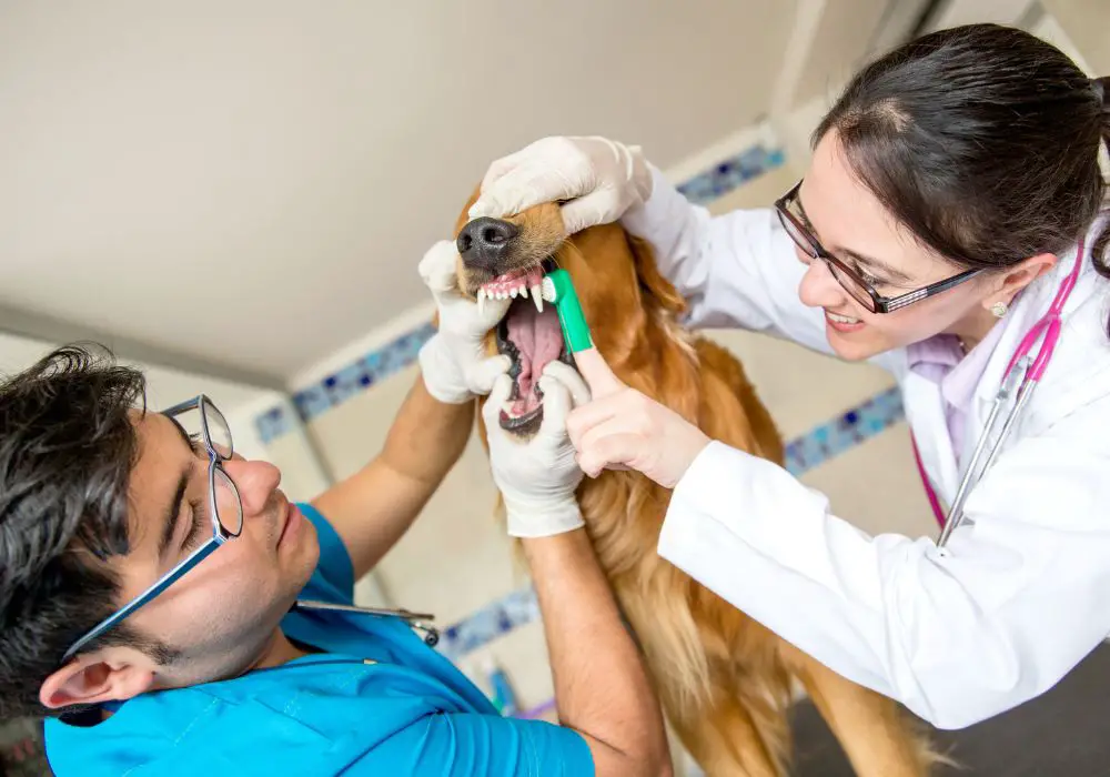 The Importance of Regular Dental Care for Your Dog’s Health