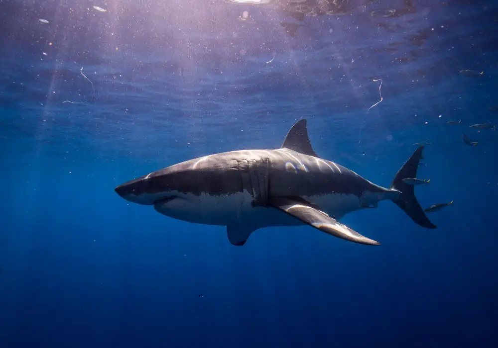 The Most Common Shark Species Behind Venice's Bounty