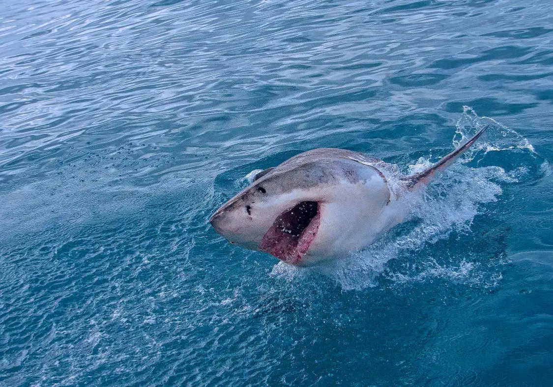 The Science Behind Shark Teeth