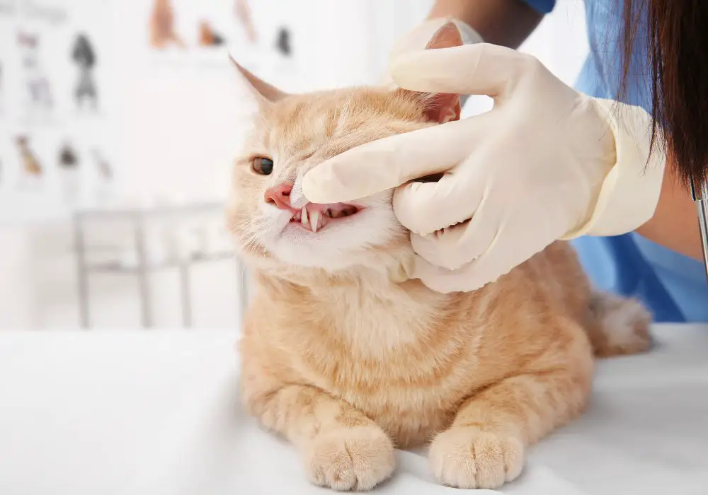 The structure of cats' tongues clean teeth