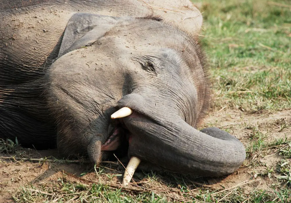 Threats to African Elephant Teeth
