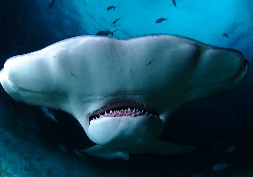 Threats to Shark Teeth
