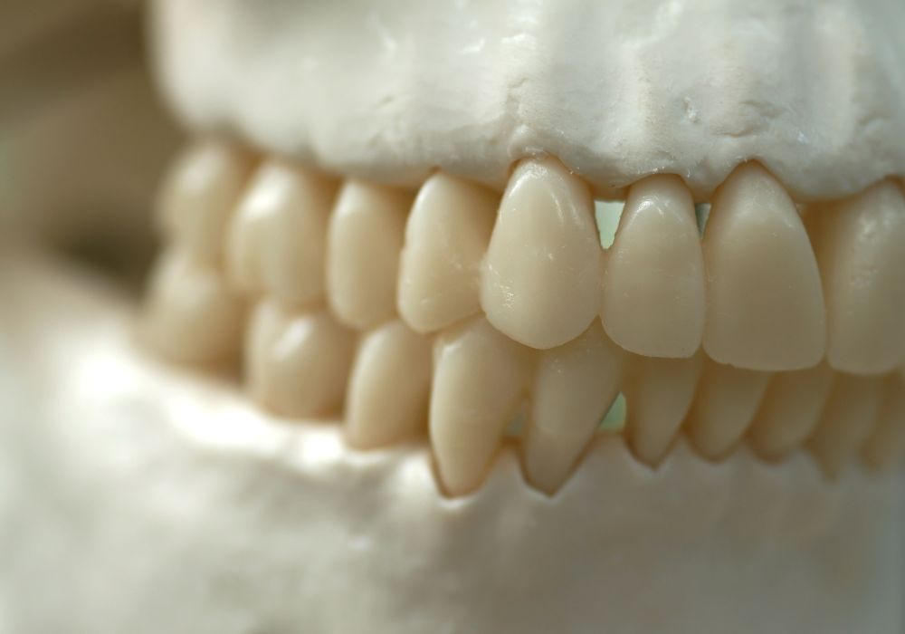 Tooth Evolution