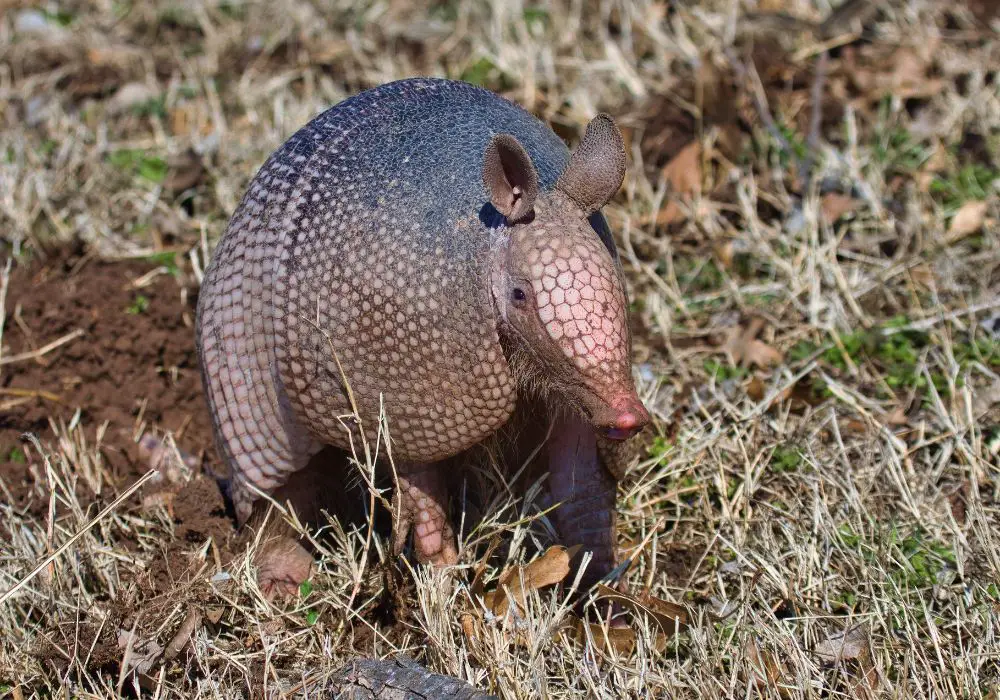 Why Do Armadillos Have So Many Teeth? (Key Facts)