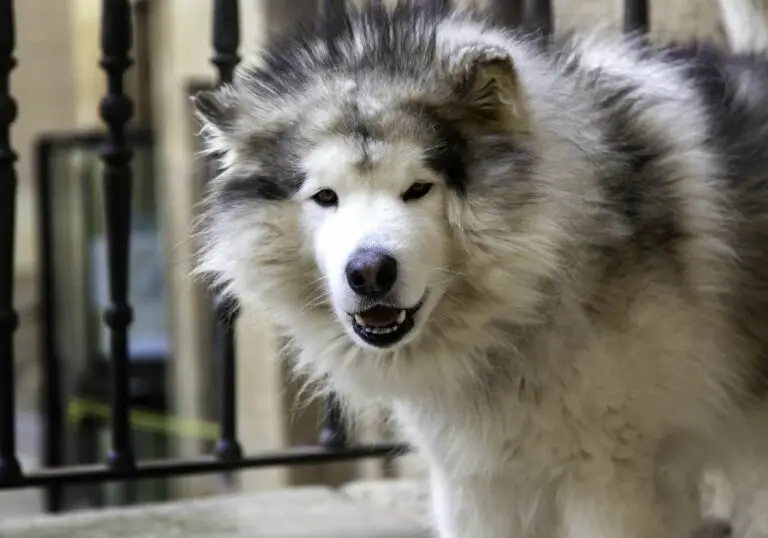 Why does my dog show his teeth when playing? (With Interesting Facts)