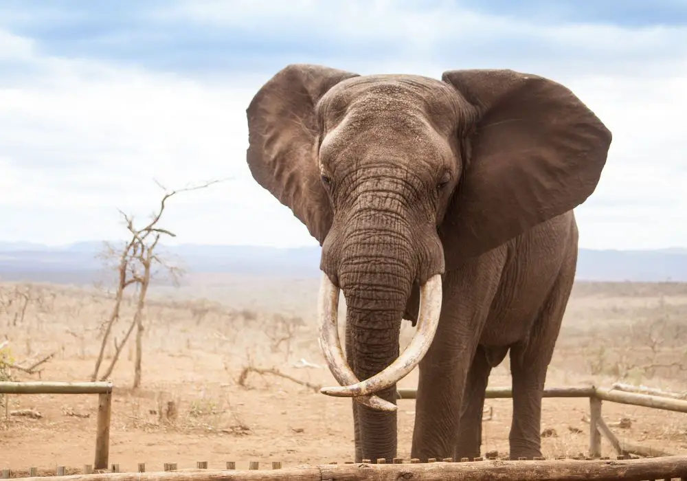 Tusk Teeth of African Elephants