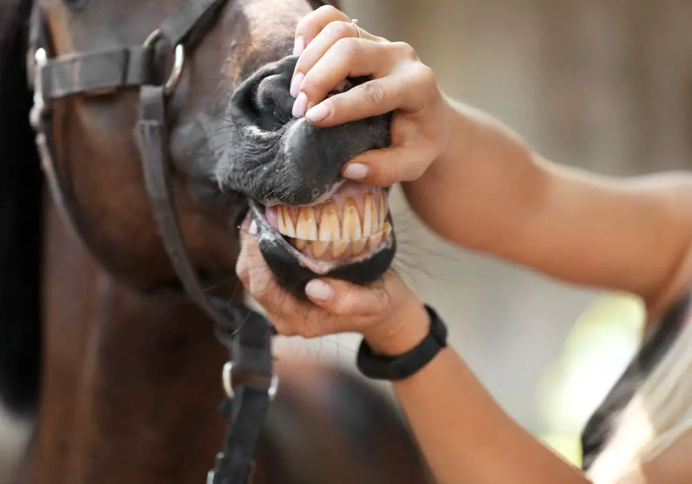 Understanding Animal Dentition