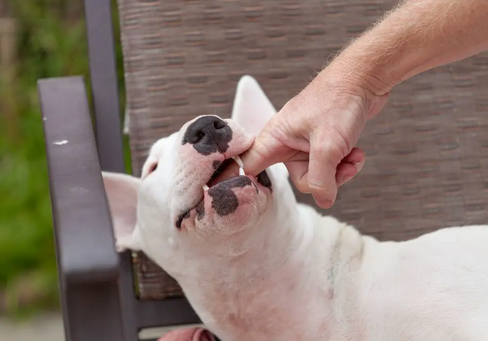 Understanding Dog Nibbling Behavior