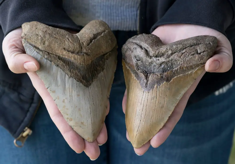 Understanding Megalodon Teeth