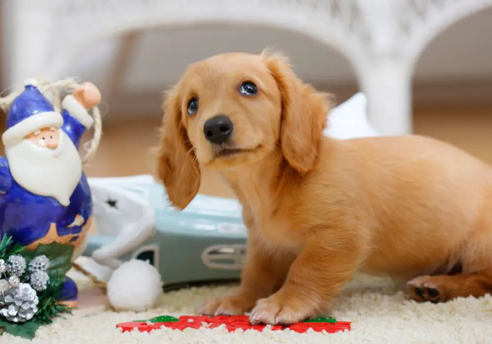 Understanding Puppy Dental Care