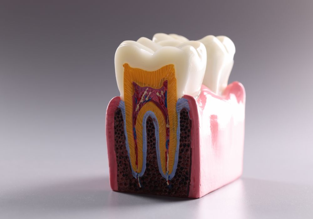 Understanding Tooth Anatomy