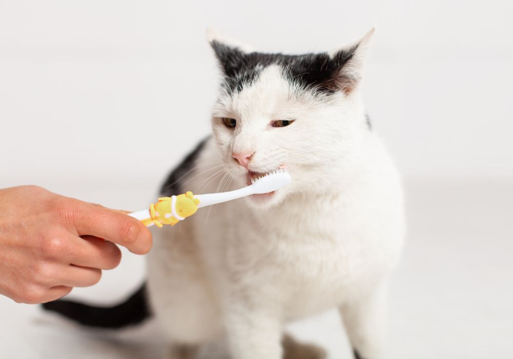 Understanding Your Cat's Dental Health