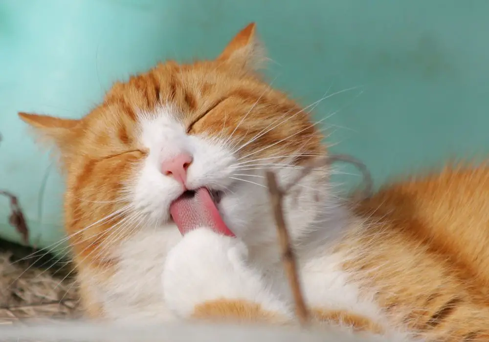 Understanding Your Cat's Oral Health