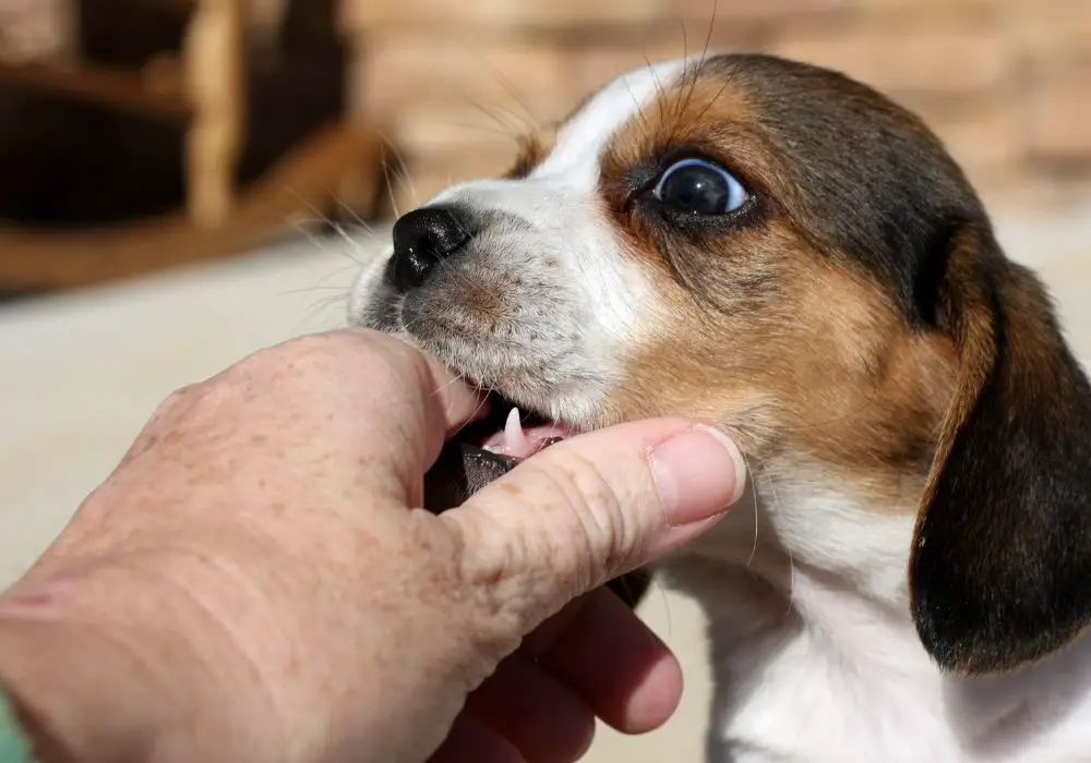 Understanding the reasons behind dogs using their teeth