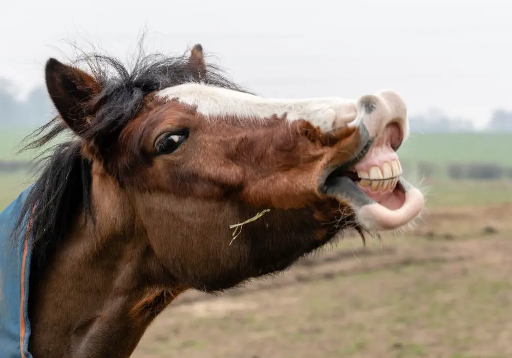 Unique Structures of Horse Teeth