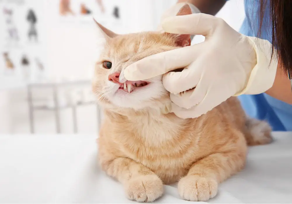 Warning Signs Requiring Veterinary Dental Care