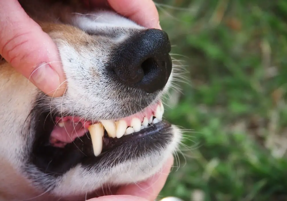What Are the Symptoms of Dental Problems in Dogs?