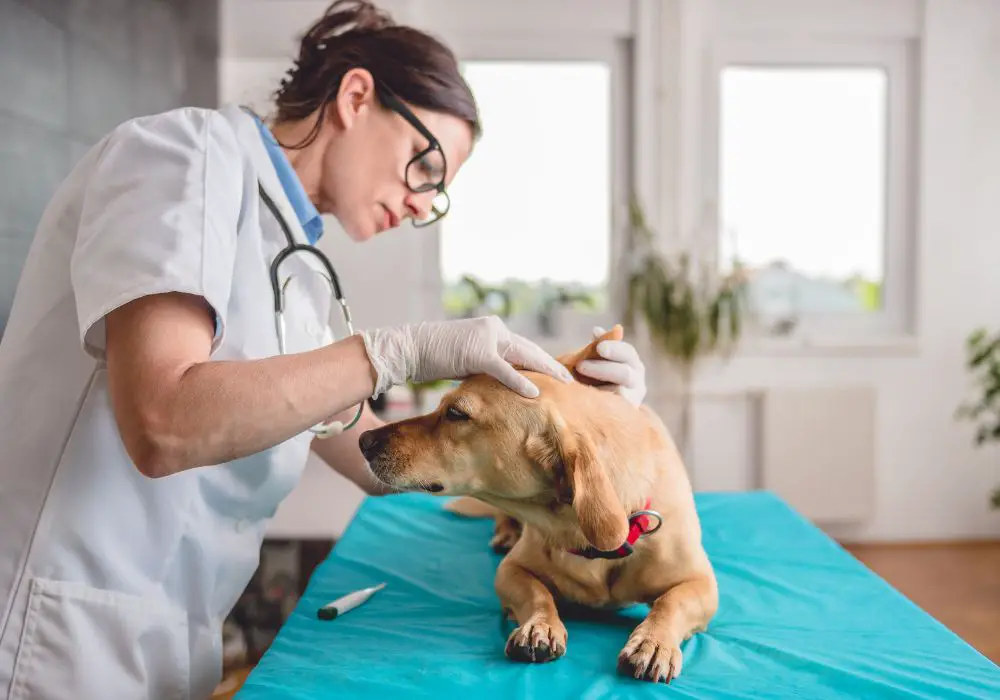 What Causes Dental Disease in Dogs?