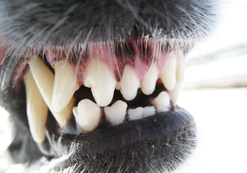What Causes Teeth Grinding in Dogs?