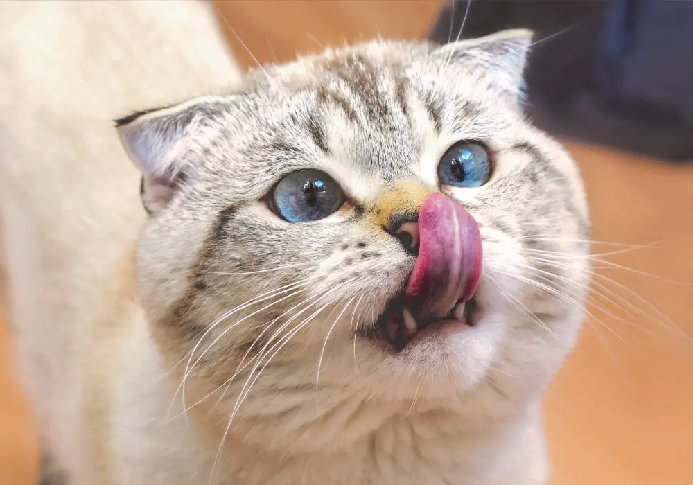 What Is Cat Chattering & Why Do They Do It?