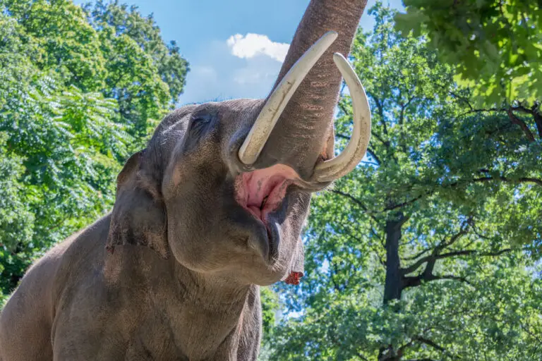 What Type of Teeth Do African Elephants Have? A Guide to the Unique Dental Structure of These Majestic Creatures