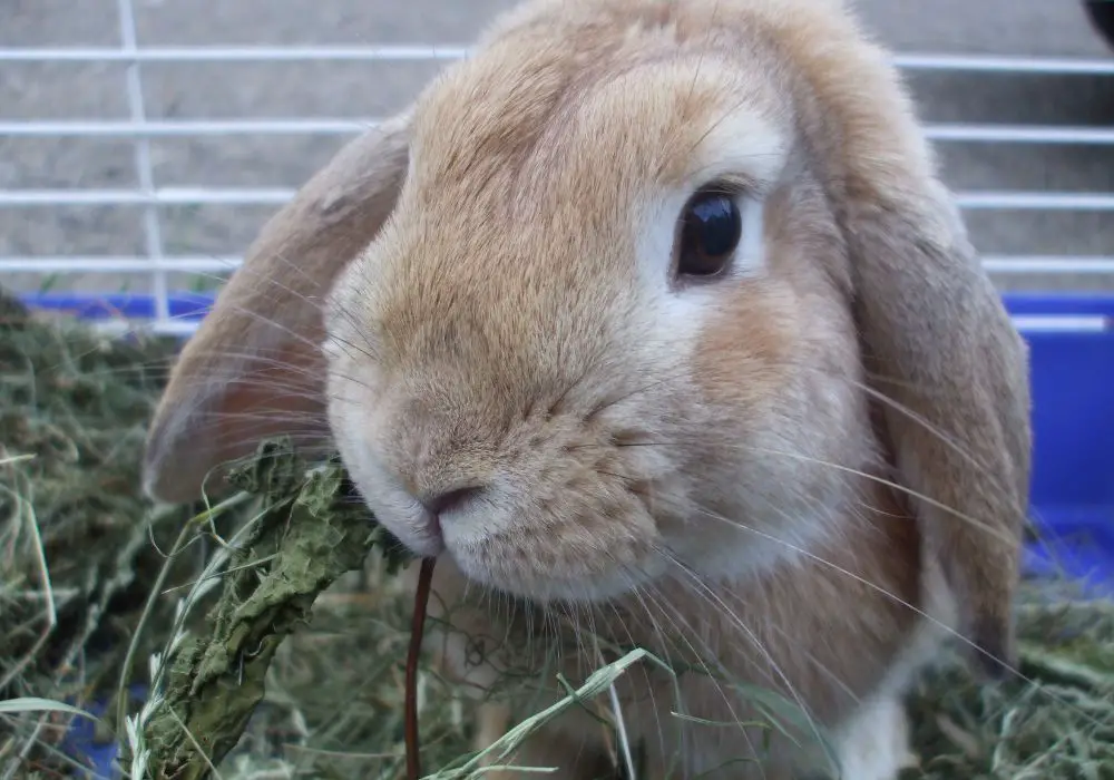 What are signs my rabbit needs an oral exam or dental work?