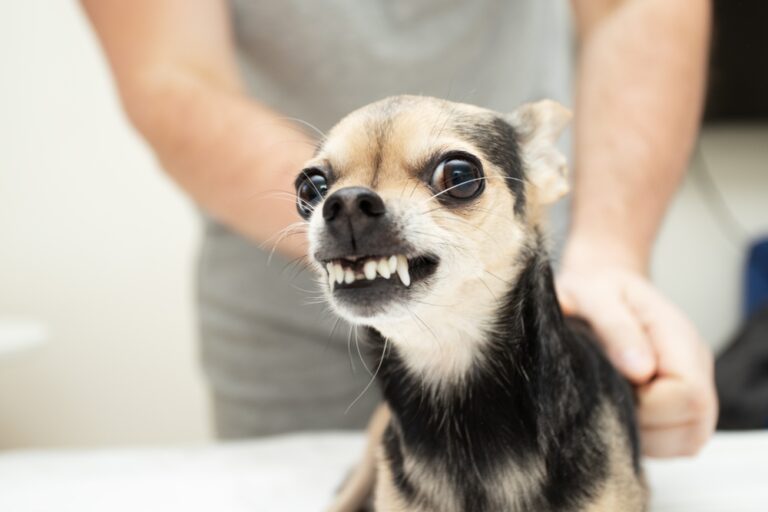 What Can You Do to Help Your Chihuahua with Bad Teeth?