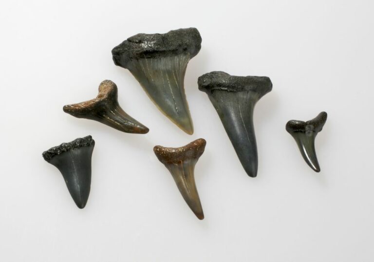 What Can Teeth Tell About Ancient Animals? (Dental Adaptations)