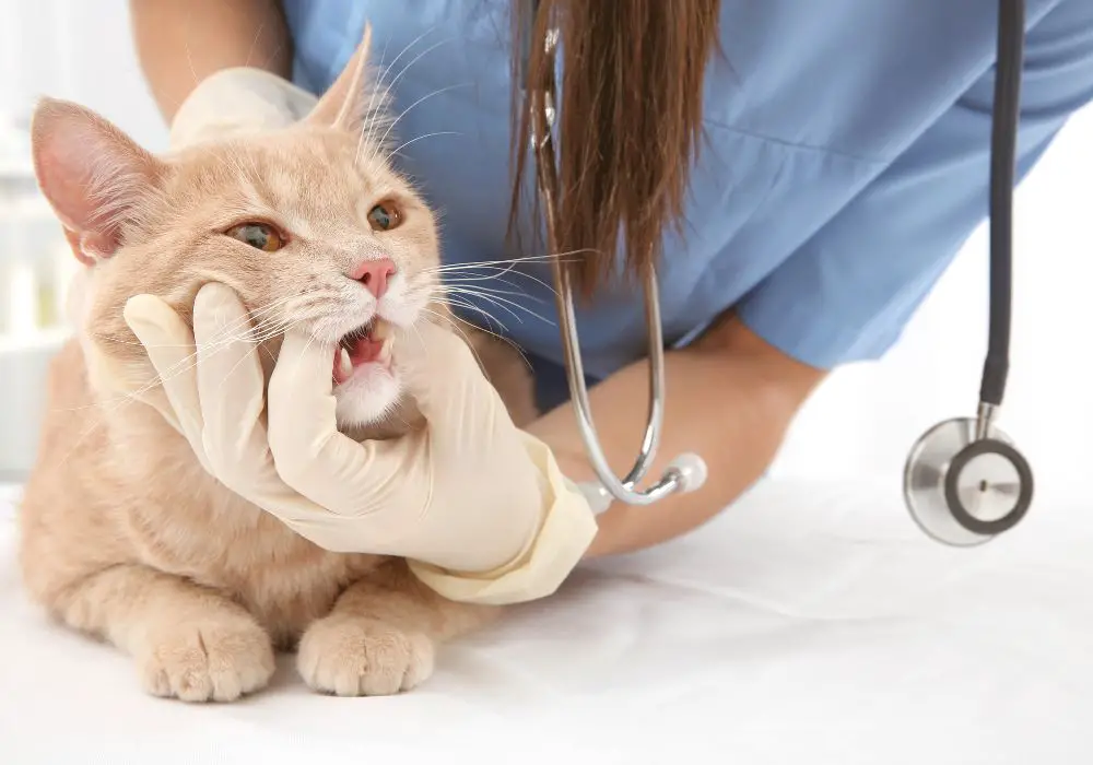 What causes cats to lose teeth?