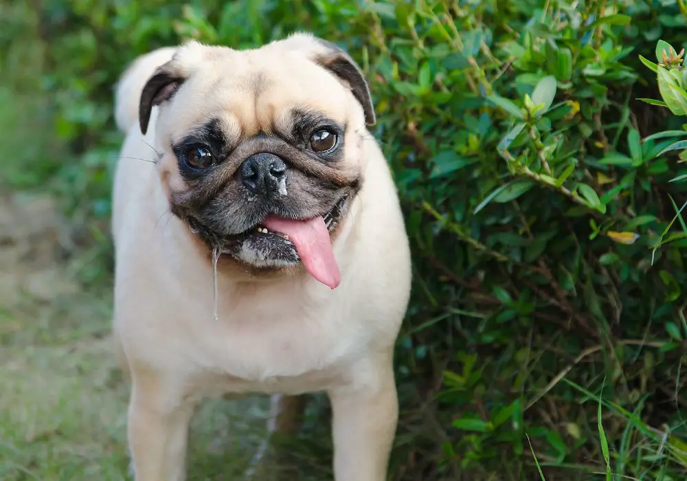 What causes foamy saliva in dogs