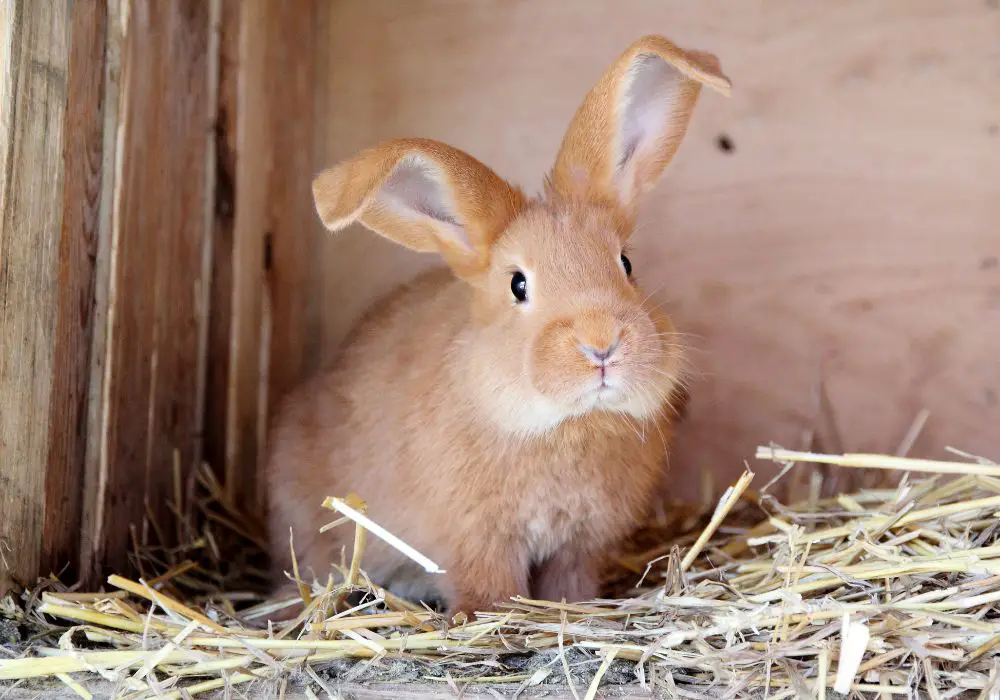What dental problems cause teeth chattering in rabbits?