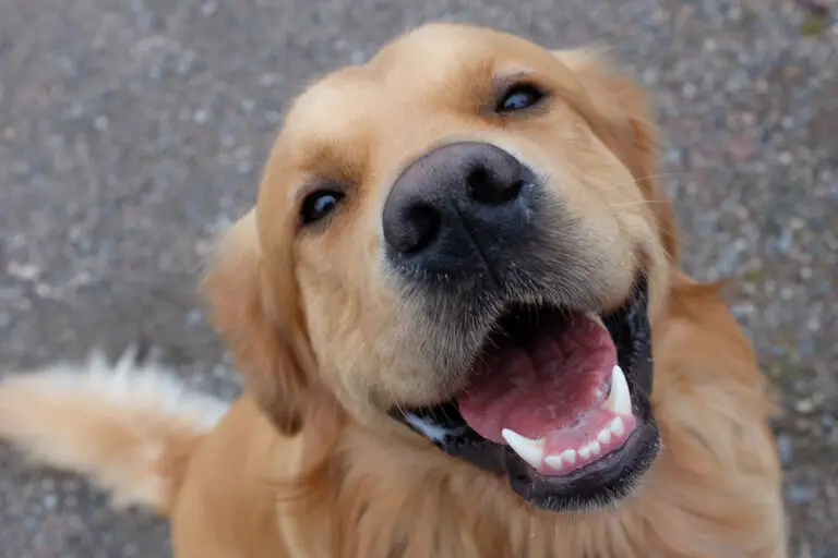 What Happens If A Puppy’s Canine Teeth Don’t Fall Out? (Reasons & Results)