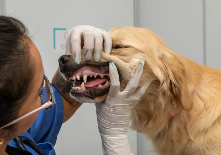 What Happens When A Dog Has Rotten Teeth? (You’d Love To Know!)