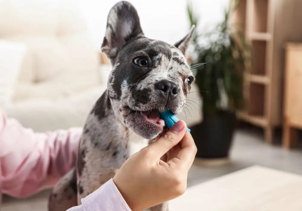 What is Involved in Professional Cleaning of Puppy Teeth