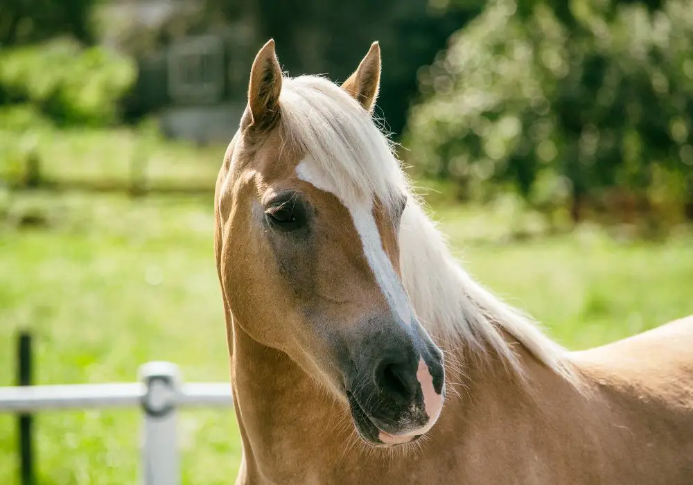 What is the life expectancy for a horse with no teeth