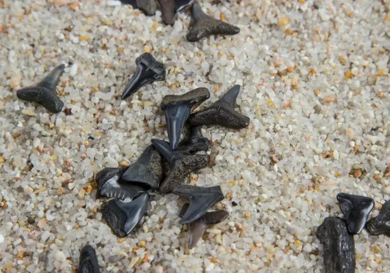 What is the significance of shark tooth? (Everything You Need To Know)