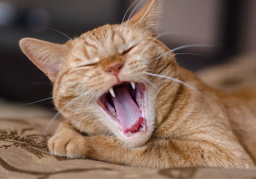 What is the typical prognosis for cats with missing teeth?