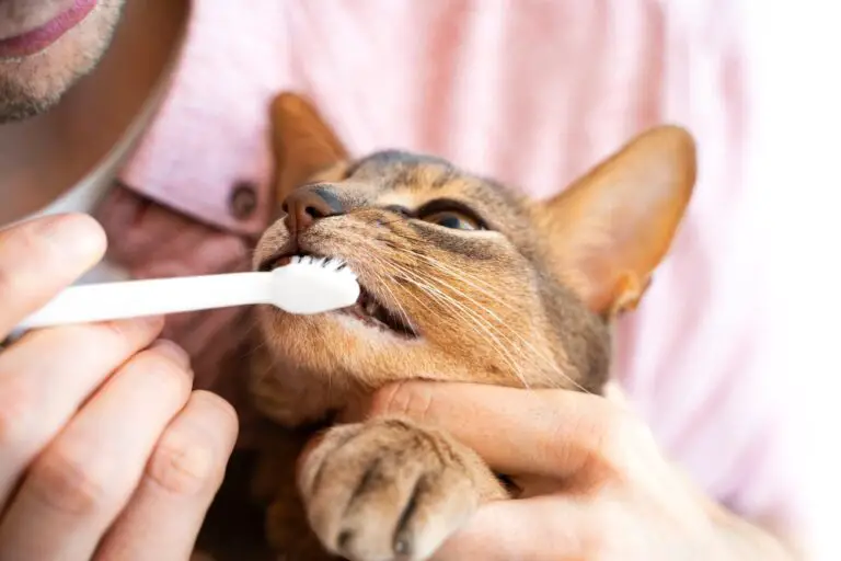 What natural product can I use to brush my cat’s teeth? Tips for keeping your feline friend’s teeth clean.