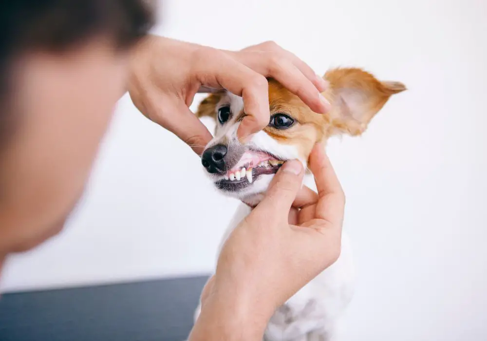 What to do if a puppy breaks or chips a canine tooth?