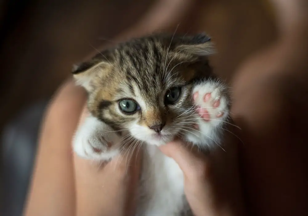 When Do Kittens Lose Their Baby Teeth